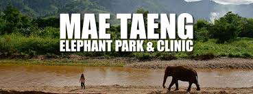 Mae Taeng Elephant Park & Clinic Programme